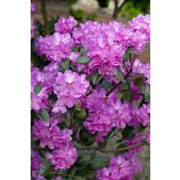 Kategorie <b>Rhododendron </b> - Rhododendron carolin.'P.J.Mezitt'