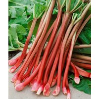Kategorie <b>Obst </b> - Rheum rhabarbarum 'Victoria'