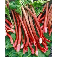 Kategorie <b>Produkt nicht gewünscht </b> - Rheum rhabarbarum 'Red Champagne'