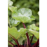 Kategorie <b>Obst </b> - Rheum 'Holsteiner Blut'