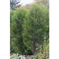 Kategorie <b>Laubbäume </b> - Rhamnus frangula 'Fine Line' -R-