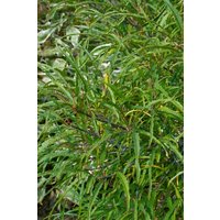 Kategorie <b>Wildbäume u. Wildsträucher </b> - Rhamnus frangula 'Asplenifolia'