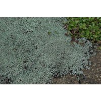 Kategorie <b>Stauden </b> - Raoulia australis