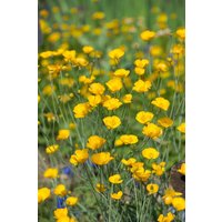 Kategorie <b>Stauden </b> - Ranunculus gramineus