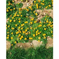Kategorie <b>Stauden </b> - Ranunculus ficaria 'Flore Pleno'