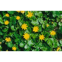 Kategorie <b>Stauden </b> - Ranunculus ficaria