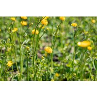 Kategorie <b>Stauden </b> - Ranunculus acris 'Multiplex'