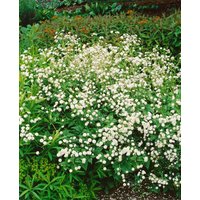 Stauden - Ranunculus aconitifolius 'Pleniflorus'