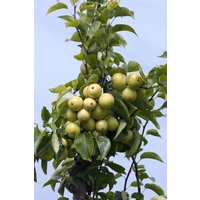 Kategorie <b>Obst </b> - Pyrus pyrifolia 'Nijisseiki' CAC