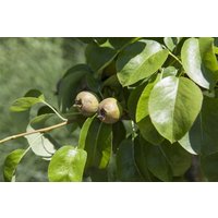 Kategorie <b>Obst </b> - Pyrus communis 'Decora'