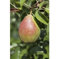 Kategorie <b>Obst </b> - Pyrus communis 'Clapps Liebling' CAC