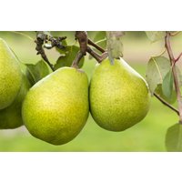 Kategorie <b>Obst </b> - Pyrus communis 'Alexander Lucas' CAC