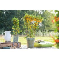 Kategorie <b>Hecken </b> - Pyracantha 'Saphyr Jaune' -R-