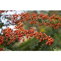 Kategorie <b>immergrüne Laubbäume </b> - Pyracantha 'Orange Charmer'