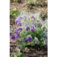 Kategorie <b>Stauden </b> - Pulsatilla vulgaris, blau