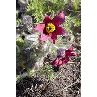 Kategorie <b>Stauden </b> - Pulsatilla vulgaris 'Rote Glocke'