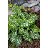 Kategorie <b>Stauden </b> - Pulmonaria saccharata 'Reginald Kaye'