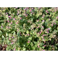 Stauden - Pulmonaria saccharata 'Mrs Moon'