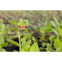 Stauden - Pulmonaria rubra 'Redstart'