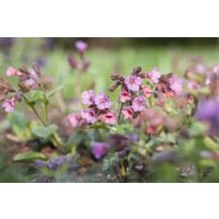 Stauden - Pulmonaria officinalis