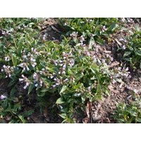 Kategorie <b>Stauden </b> - Pulmonaria longifolia 'Roy Davidson'