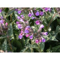 Kategorie <b>Stauden </b> - Pulmonaria longifolia