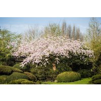 Kategorie <b>Laubbäume </b> - Prunus subhirtella 'Pendula Rubra' CAC