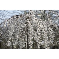 Kategorie <b>Laubbäume </b> - Prunus subhirtella 'Pendula' CAC