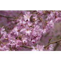 Kategorie <b>Blütensträucher und Ziergehölze </b> - Prunus subhirtella 'Fukubana' CAC