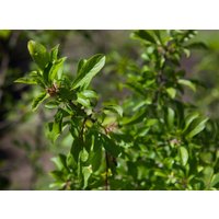 Hecken - Prunus spinosa