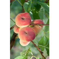Kategorie <b>Obst </b> - Prunus persica 'Sugar Baby' CAC