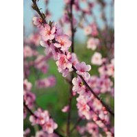 Kategorie <b>Obst </b> - Prunus persica 'Spring Glow' CAC