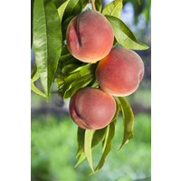 Kategorie <b>Obst </b> - Prunus persica 'Roter Weinbergpfirsich'