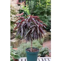 Kategorie <b>Obst </b> - Prunus persica 'Nigra Rotlaubig' CAC