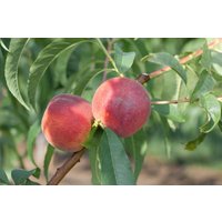 Kategorie <b>Obst </b> - Prunus persica 'Dixired' CAC