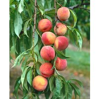 Kategorie <b>Obst </b> - Prunus persica 'Amsden' CAC