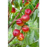 Kategorie <b>Obst </b> - Prunus nucipersica 'Flavortop' CAC