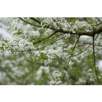 Kategorie <b>Laubbäume </b> - Prunus mahaleb CAC