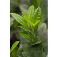 Kategorie <b>immergrüne Laubbäume </b> - Prunus laurocerasus 'Piri'