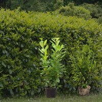 Kategorie <b>Hecken </b> - Prunus laurocerasus 'Novita'