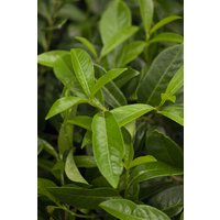 Kategorie <b>immergrüne Laubbäume </b> - Prunus laurocerasus 'Mount Vernon'