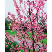 Kategorie <b>Blütensträucher und Ziergehölze </b> - Prunus kurilensis 'Ruby' CAC