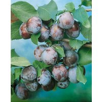 Kategorie <b>Obst </b> - Prunus domestica 'Wangenheimer Frühzwetsche' CAC