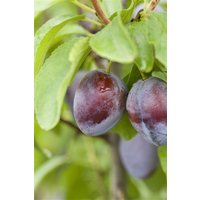 Kategorie <b>Obst </b> - Prunus domestica 'Stanley' CAC