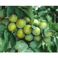 Kategorie <b>Obst </b> - Prunus domestica 'Ontario' CAC