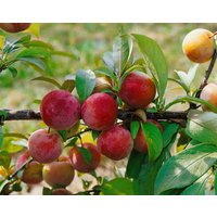 Kategorie <b>Obst </b> - Prunus domestica 'Königin Viktoria' CAC