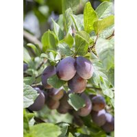 Kategorie <b>Obst </b> - Prunus domestica 'Herman' CAC