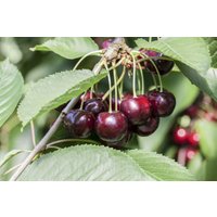 Kategorie <b>Obst </b> - Prunus cer.'Morellenfeuer' CAC