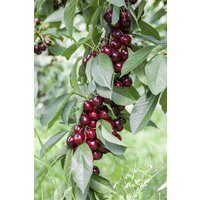 Kategorie <b>Obst </b> - Prunus avium 'Lapins' CAC