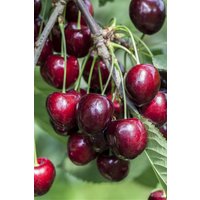 Kategorie <b>Obst </b> - Prunus avium 'Kordia' -R- CAC